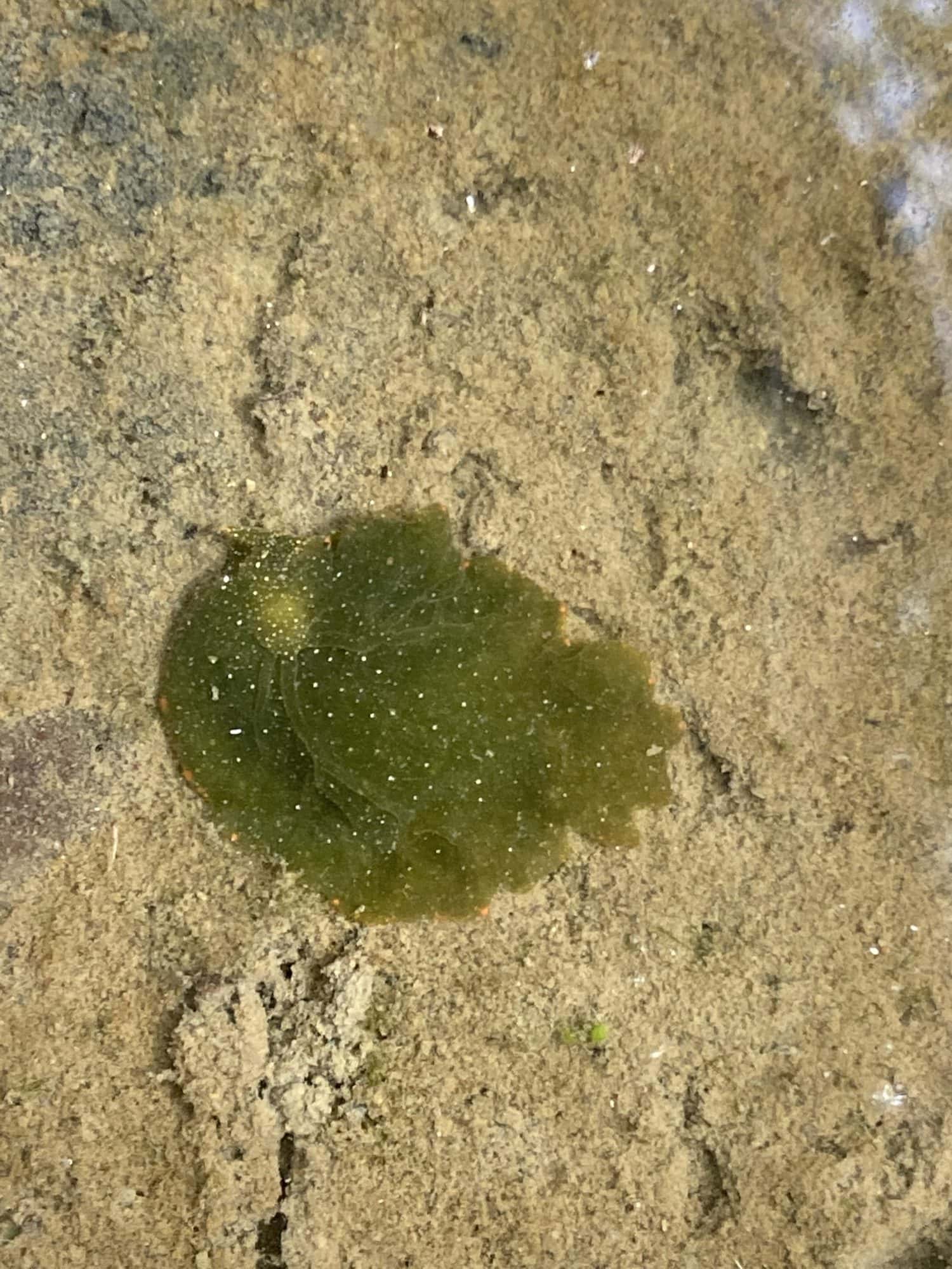 Elysia chlorotica, a sea slug that photosynthetes like leaves.