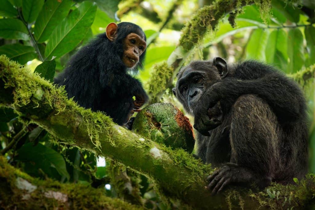 Common or Robust Chimpanzee - Pan troglodytes also chimp, great ape native to the forest and savannah of tropical Africa, pair of humans closest living relative in the rainforest eating fruit.
