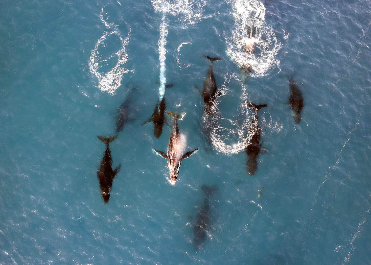 Aerial view of a pod of 9 humpback whales swimming  at the surface of clear blue water