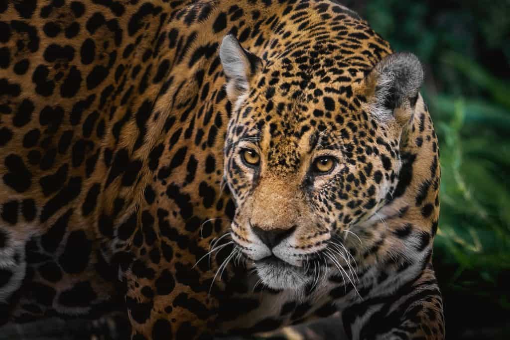 Jaguar (Panthera onca) - Spotted Big Cat
