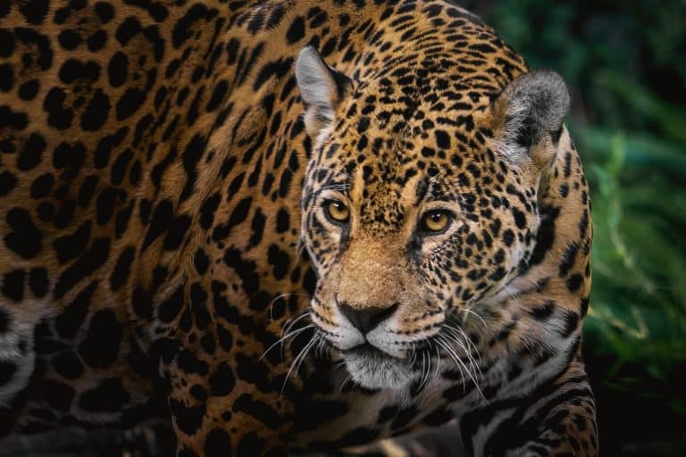 Jaguar
