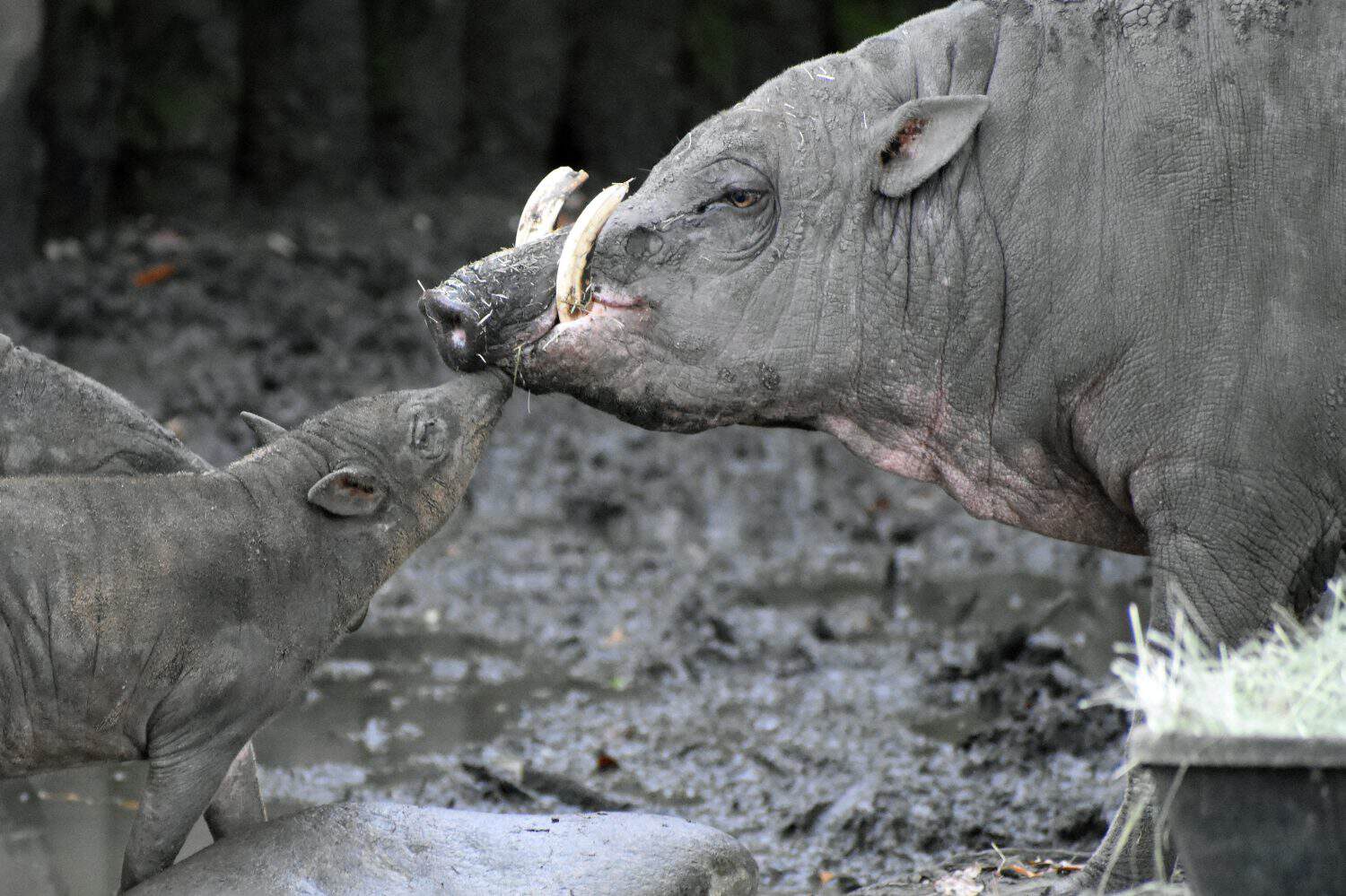 Buru Babirusa in Captivity New Orleans