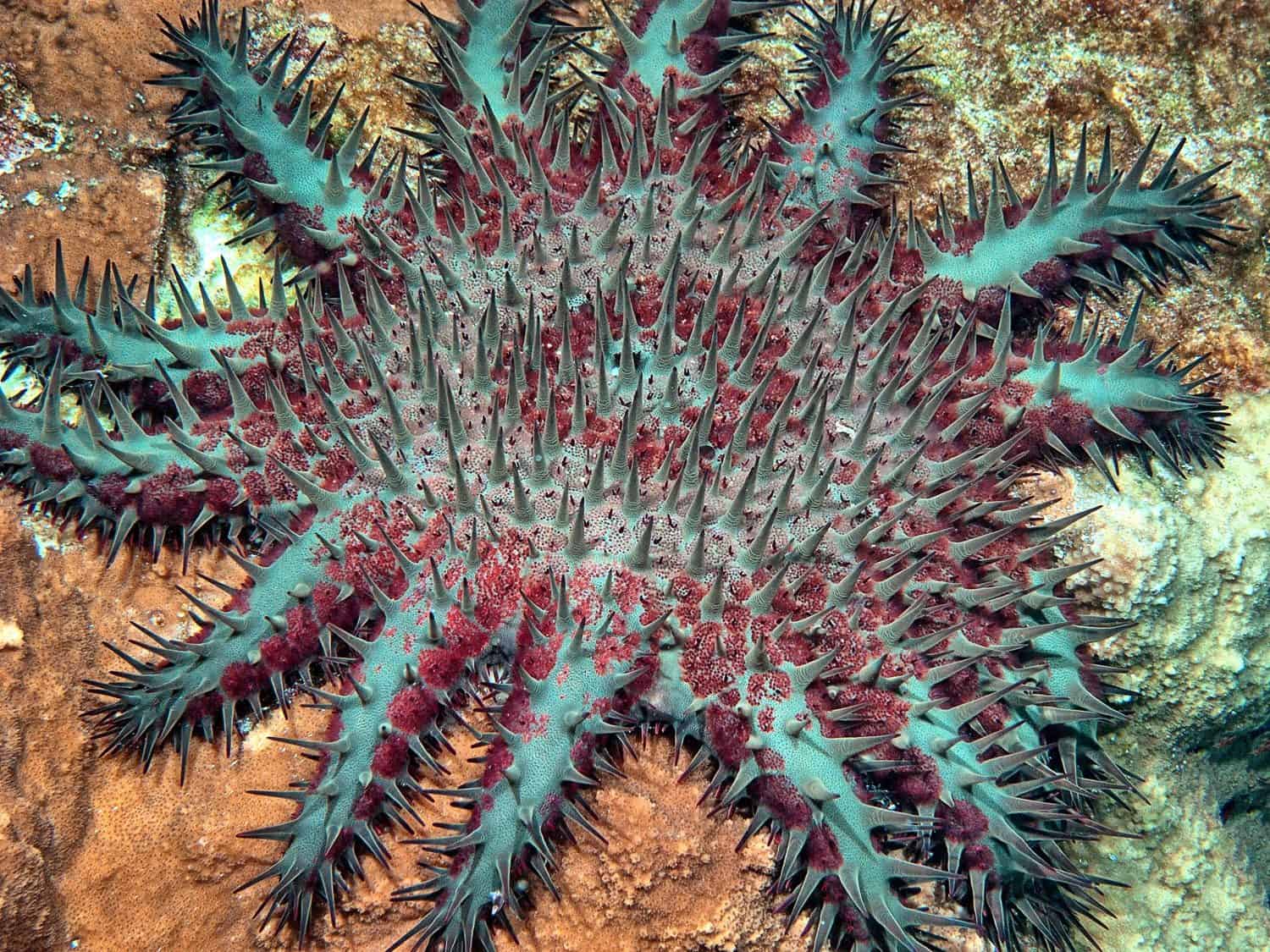 crown-of-thorns starfish , Acanthaster planci, is a large starfish that preys upon hard, or stony, coral polyps,Scleractinia