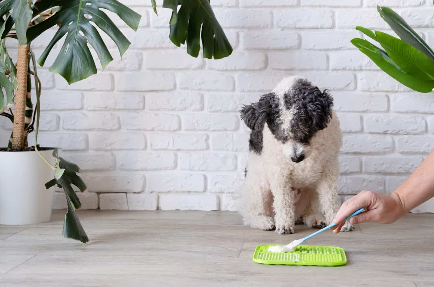 cute dog using lick mat for eating food slowly. snack mat, licking mat for cats and dogs