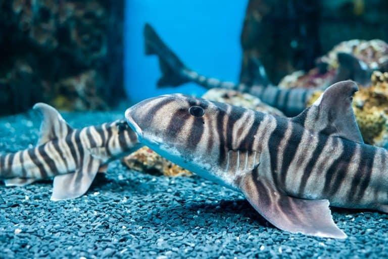 Zebra bullhead shark (Heterodontus zebra) swimming in the sea