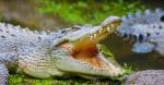 Crocodilians