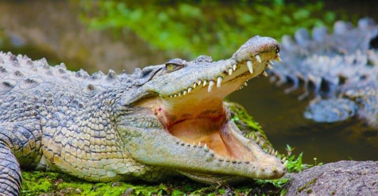 Crocodile