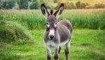 Donkey