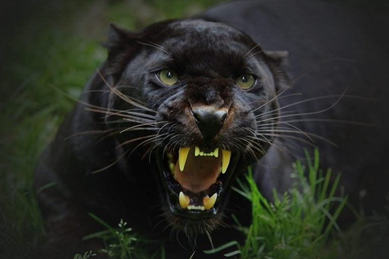 Panther