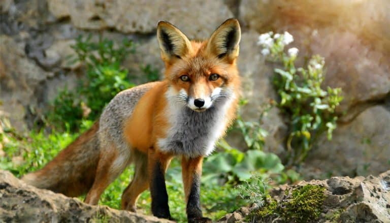 Fox