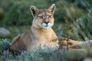 Close-up of puma lying staring on scrubland