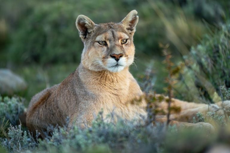 Puma