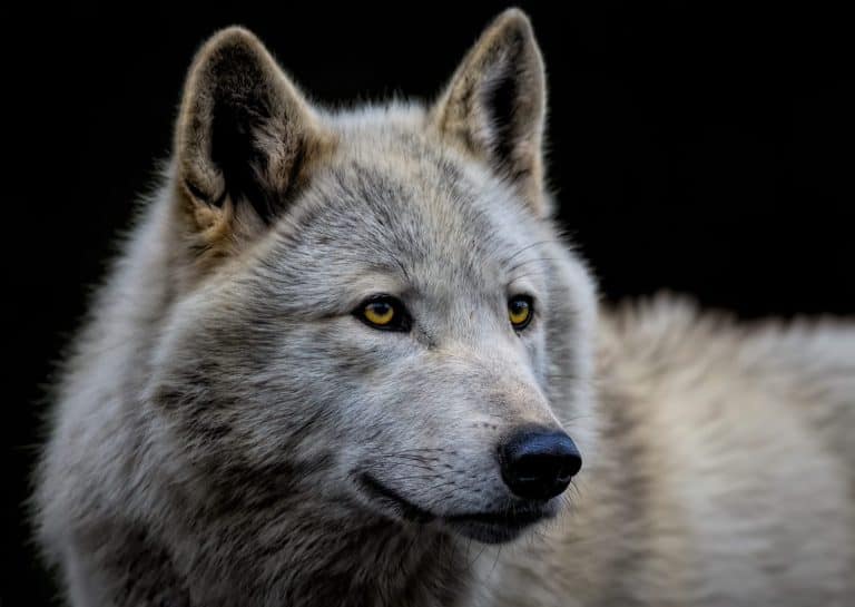 Arctic Wolf