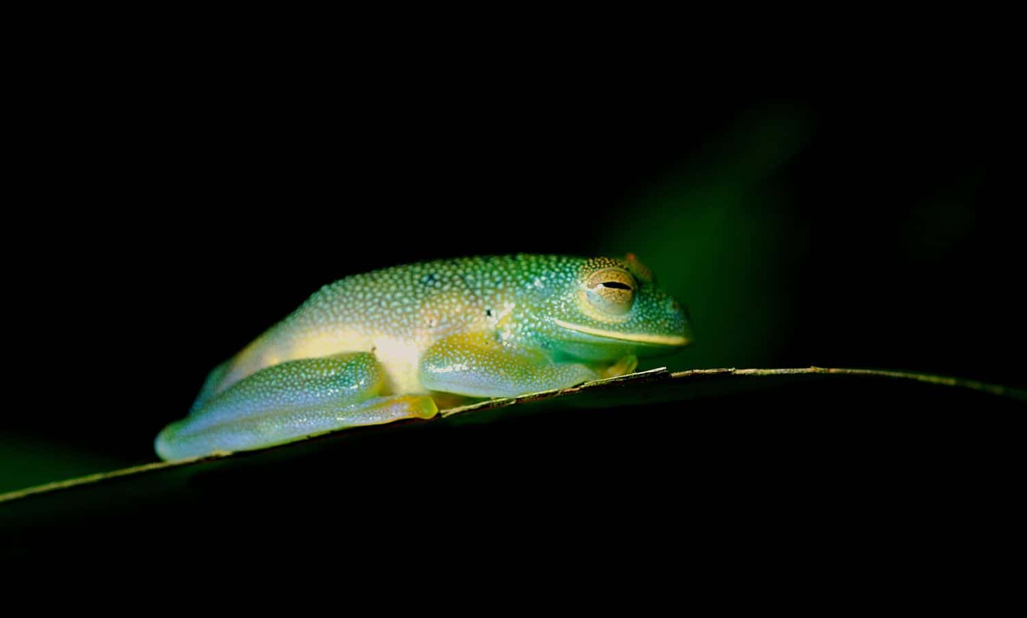 Cochranella granulosa 42-	Beautiful glass frog sleeping. A wonderful print of a glass frog perched on a leaf, a specimen with multicolored dots, eyes with copper eyelids with a blurred background.