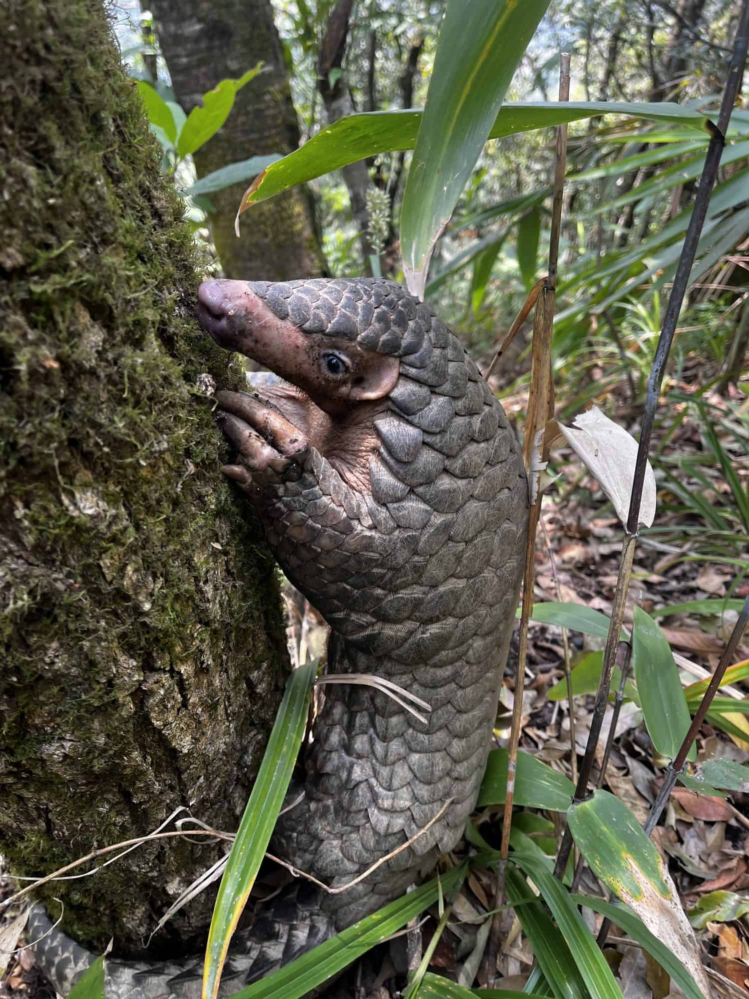 The Chinese Pangolin is one of the Critically Endangered Species found in Sikkim Himalayas