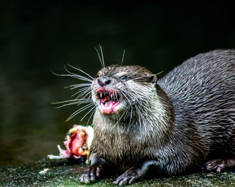 An angry otter fiercely guarding its meal, baring its sharp teeth in a defensive stance.