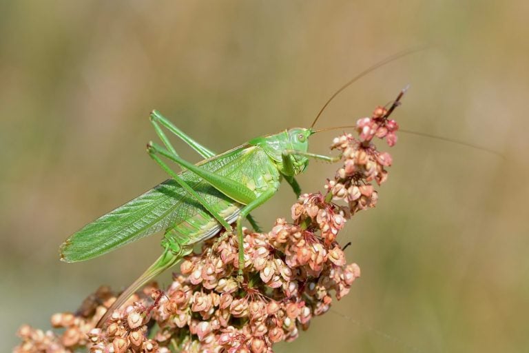 Great green bush-cricket, scientific name tettigonia viridissima, taken in Valais, CH.