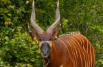 bongo