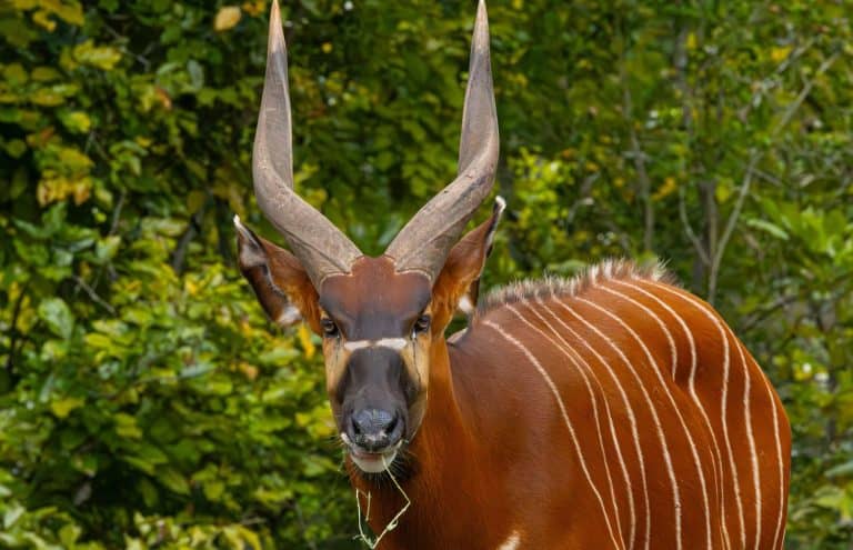 Bongo