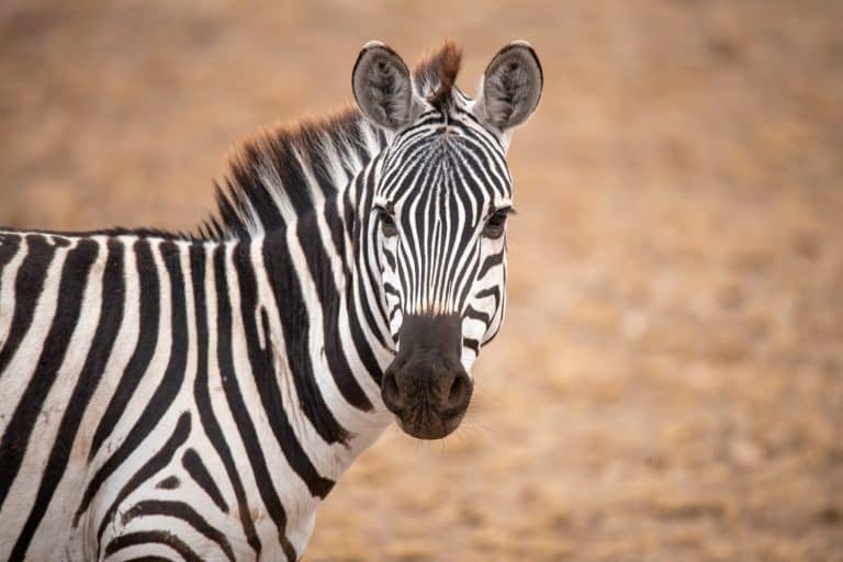 Zebra