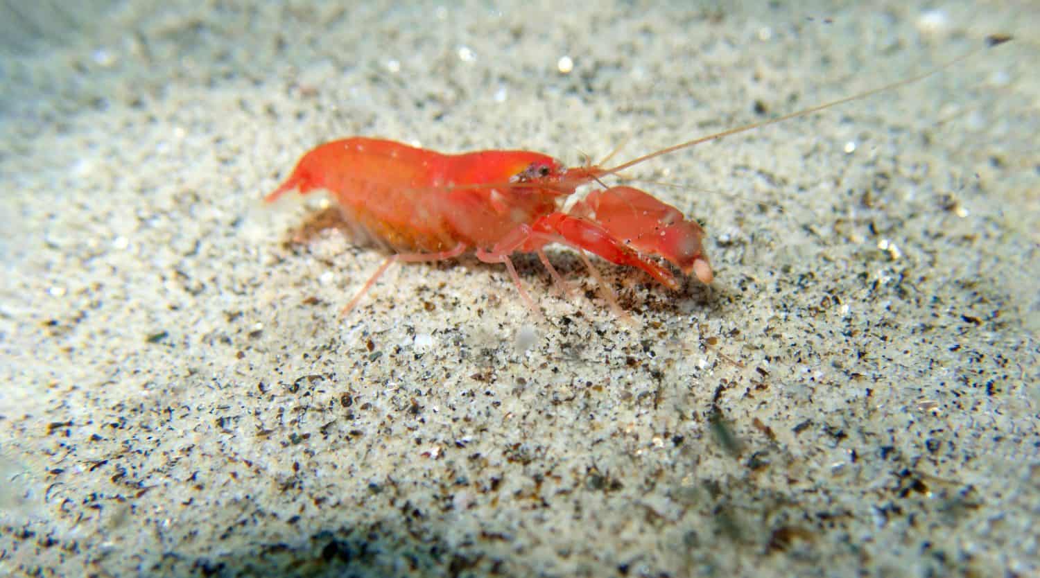 Red pistol snapping shrimp - Alpheus macrocheles