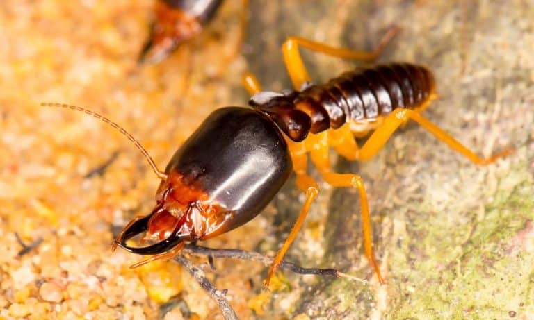 Termite