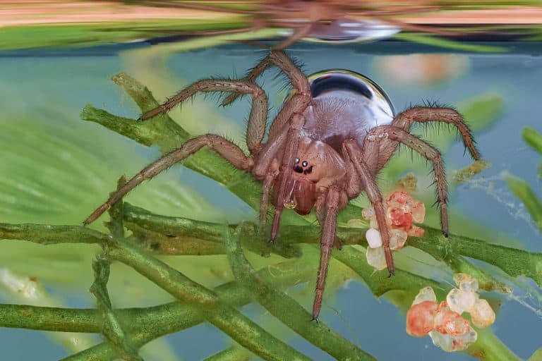 a diving bell spider under water, argyroneta aquatica