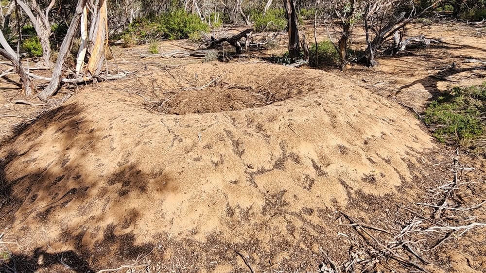 Nest of a pair of Malleefowl (Leipoa ocellata) in Australia