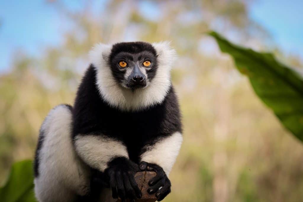 Indri lemur resting on a branch in Madagascar's lush forests during daylight hours