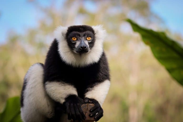 Lemur