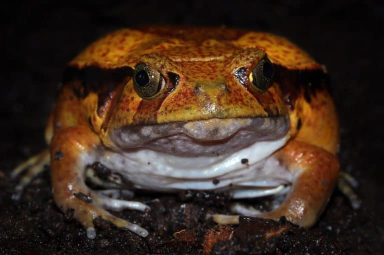 Tomato frog (Dyscophus Antongilii) in terrarium, Orange Madagascar tomato frog, Dyscophus antongilii, walking over the ground