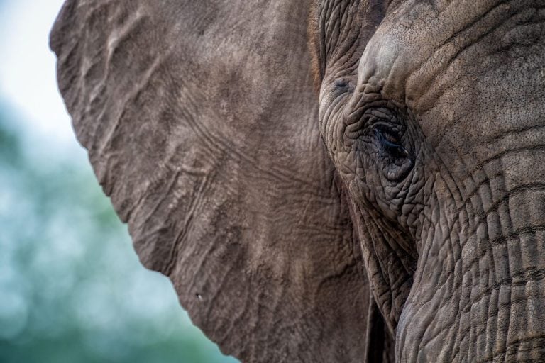 Close-up of an elephant's wrinkled skin and eye, showcasing intricate textures and natural details.