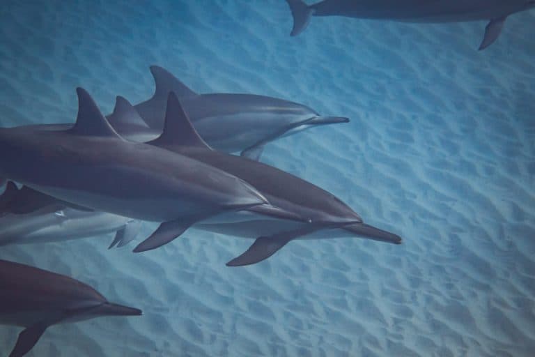 Hawaiian spinner dolphins gracefully glide over the rippled sand of the ocean floor in pristine tropical waters.