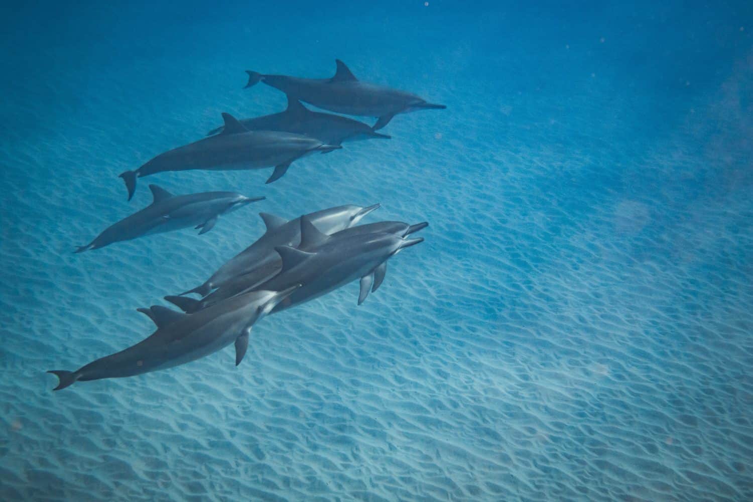 Hawaiian spinner dolphins showcase their elegance underwater.