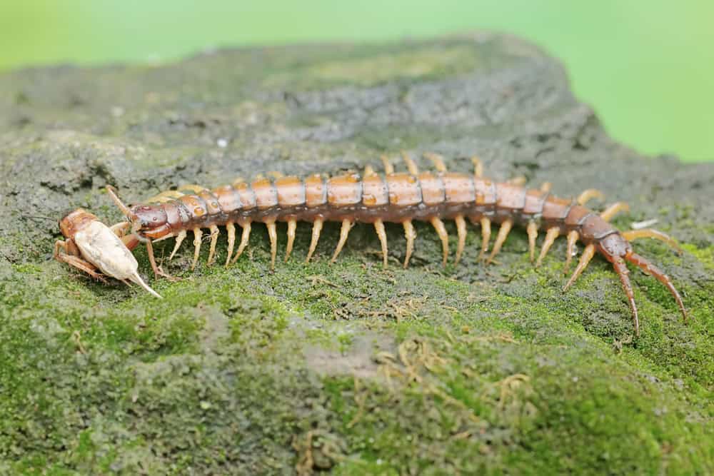 A centipede ready to devour a cricket. This multi-legged animal has the scientific name Scolopendra morsitans.