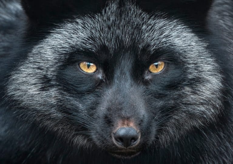 A close up of a Silver Fox (Black fox, Blue fox)