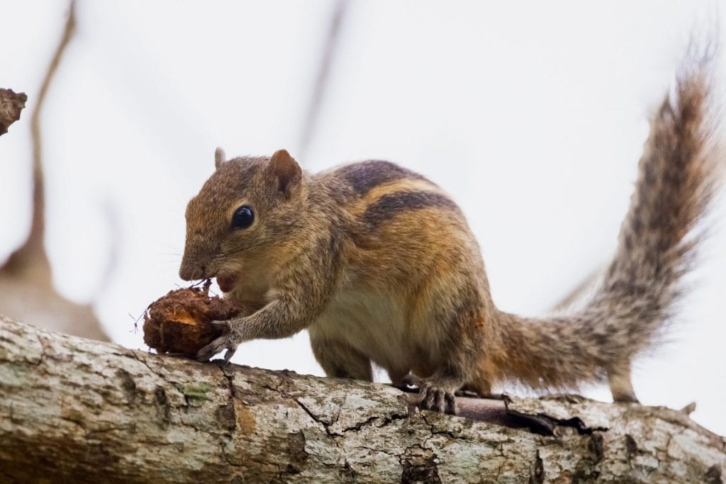 An Indian palm squirrel forages on a tree branch, nibbling on a nut in a Sri Lankan forest. This close-up wildlife shot highlights the behavior and natural habitat of tropical animals, perfect for