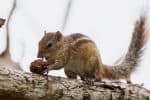Indian palm squirrel