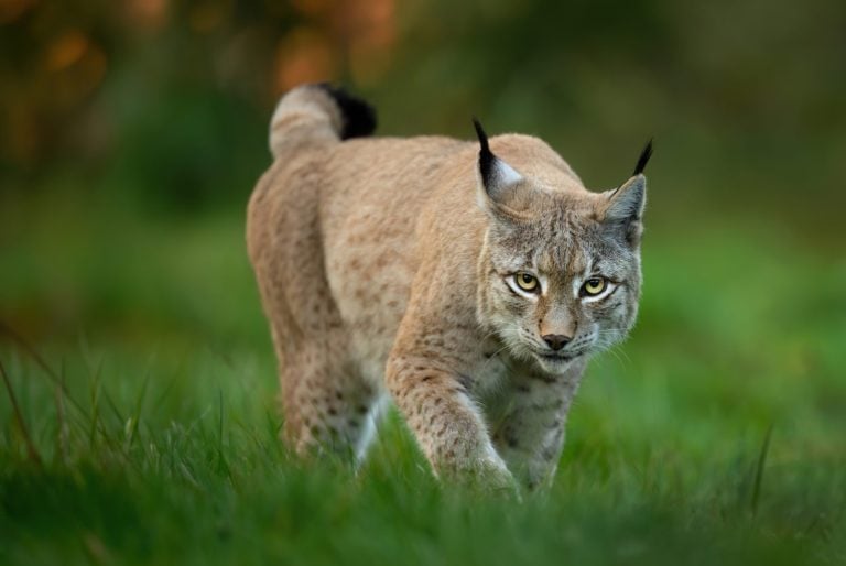 Lynx