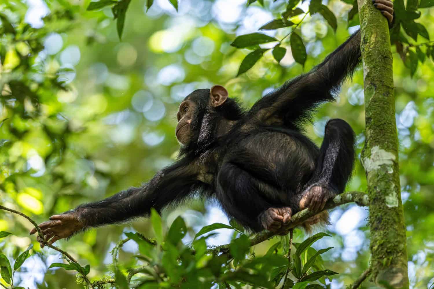 Wildlife kibale chimp chimpanzee portrait close up from Uganda in Africa trying to reach for food