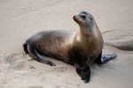 Sea lions