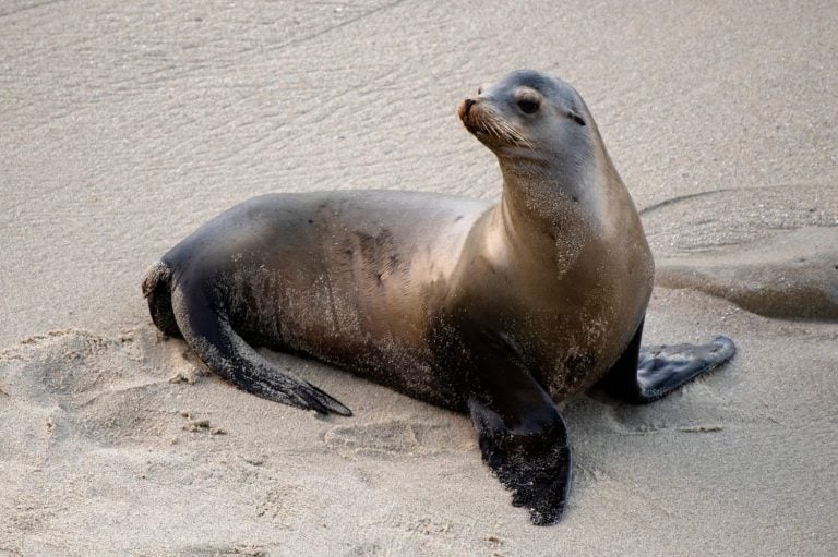 Sea Lion
