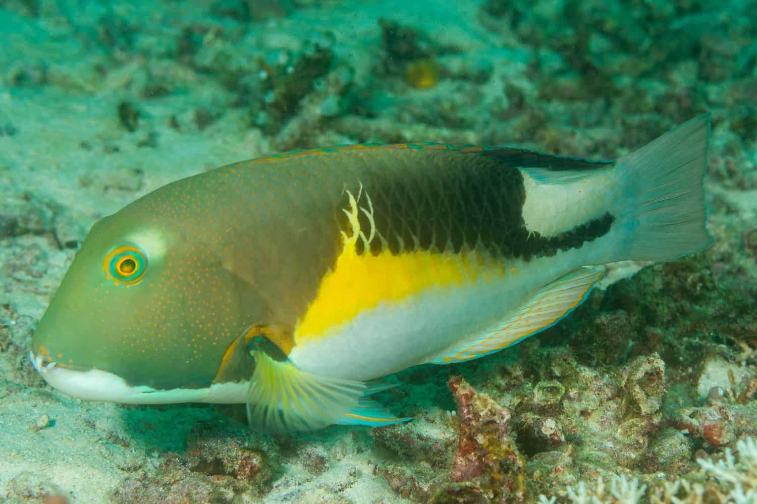 orange-dotted tuskfish (Choerodon anchorago) Komodo, Indonesian
