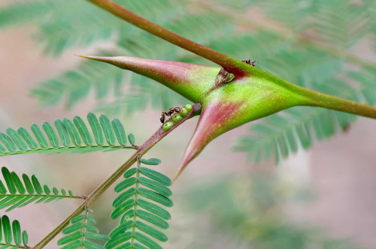Symbiosis: bullhorn tree (swollen-thorn acacia, Vachellia cornigera) branch and resident ants. Photo taken in western Panama (Central America). These plants are known as 'cachito' in Panama.