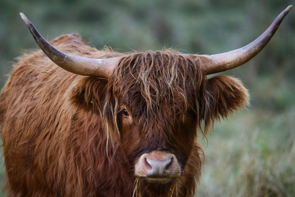 Beautiful scottish highland cow in Denmark