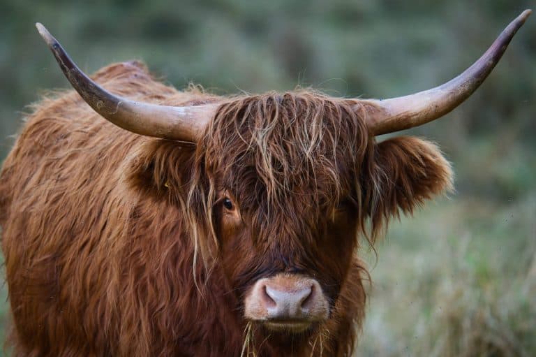 Highland Cattle