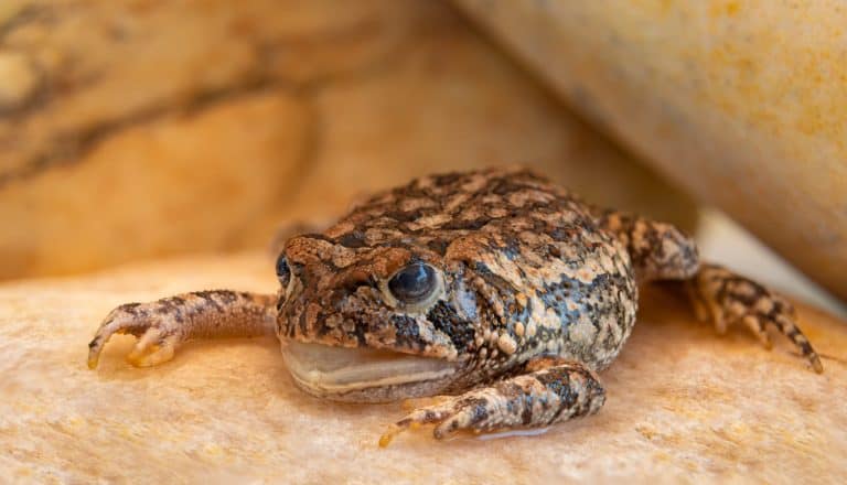 Gopher frog sitting on stone slab