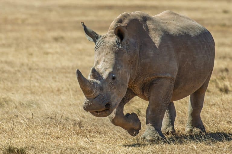 Rhinoceros