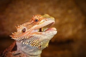 smiling bearded dragon