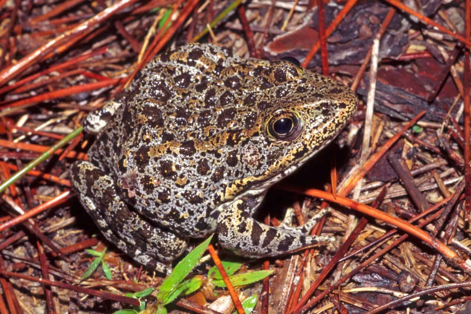 Mississippi Gopher Frog, Lithobates sevosus, a critically endangered species known to breed in only a few small ponds in southern Mississippi, USA. 